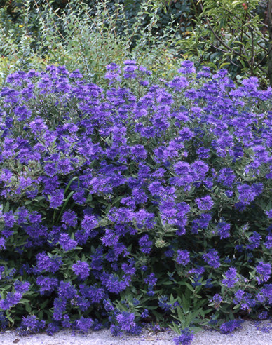 Bradavec klandonský ´Kew Blue´