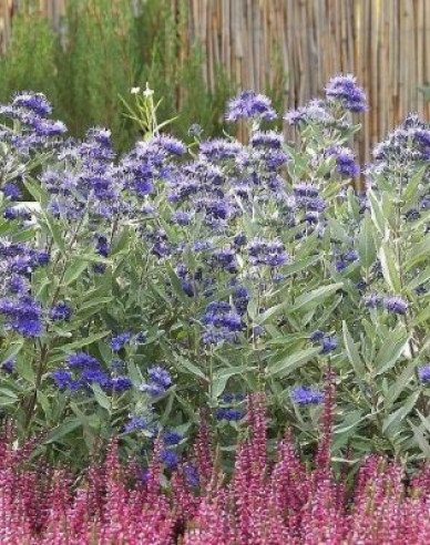 Bradavec klandonský ´Kew Blue´