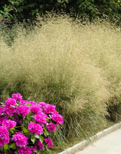 Metlica ’Bronzeschleier’
