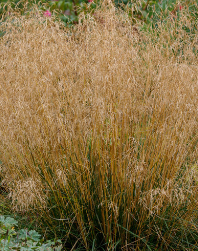 Metlica ’Bronzeschleier’