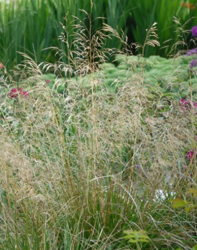 Metlica ’Bronzeschleier’