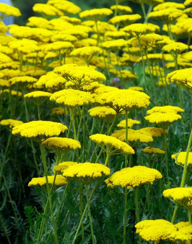 Rebríček  ´Skysail Yellow´