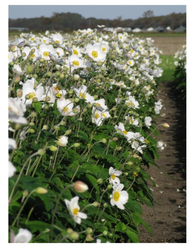 Veternica hybridná ´Honorine Jobert´