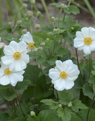 Veternica hybridná ´Honorine Jobert´