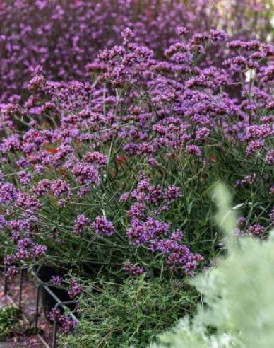 Železník argentínsky ´Lollipop´