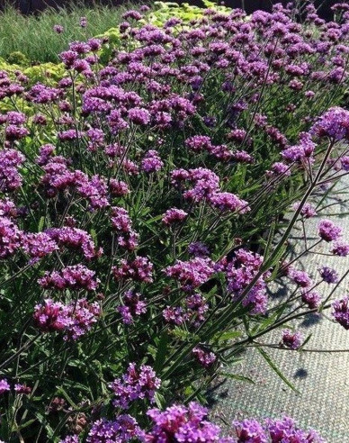 Železník argentínsky ´Lollipop´