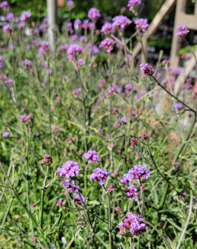Železník argentínsky ´Lollipop´
