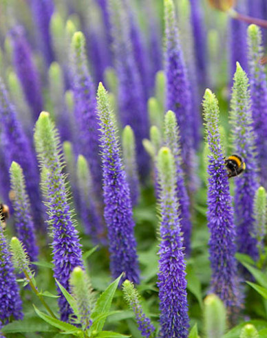 Veronika klasnatá  ´Ulster Dwarf Blue´