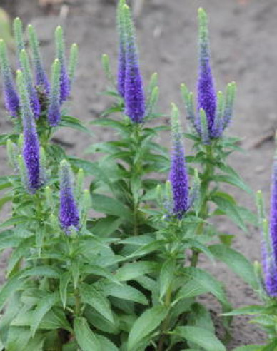 Veronika klasnatá  ´Ulster Dwarf Blue´