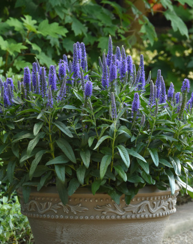 Veronika klasnatá  ´Ulster Dwarf Blue´