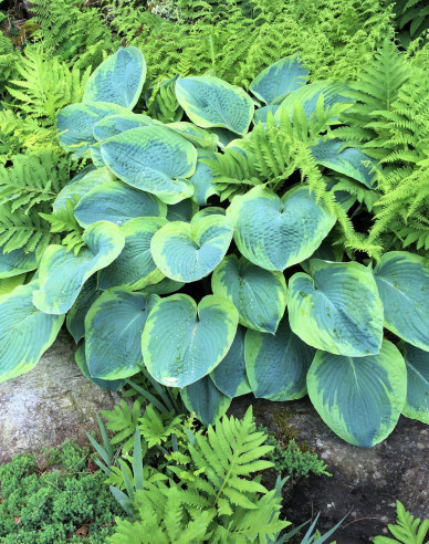 Hosta  ’Francess Williams’