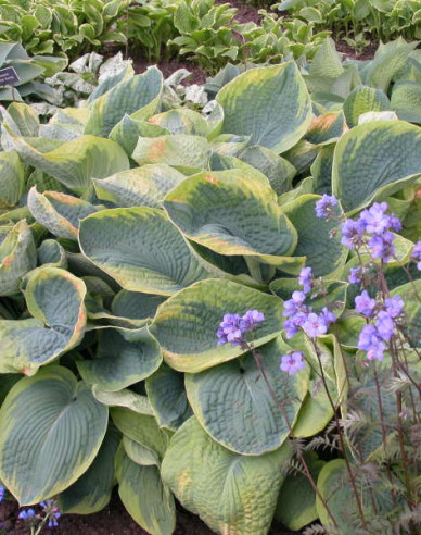 Hosta  ’Francess Williams’
