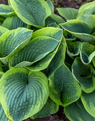 Hosta  ’Francess Williams’