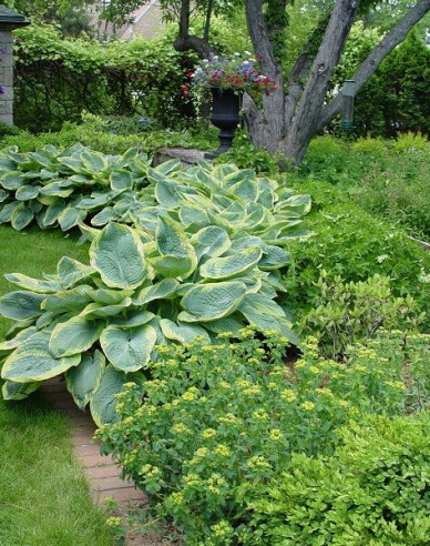 Hosta  ’Francess Williams’