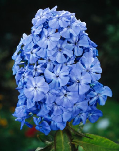 Flox metlinatý Blue Boy