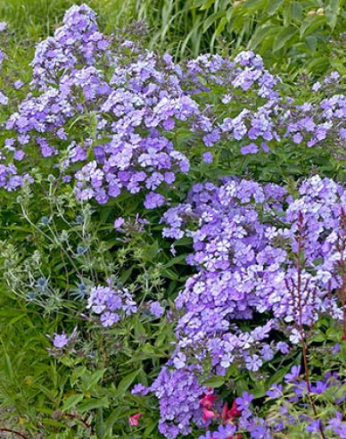 Flox metlinatý Blue Boy