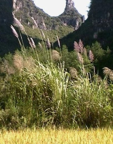 Ozdobnica čínska var. floridules