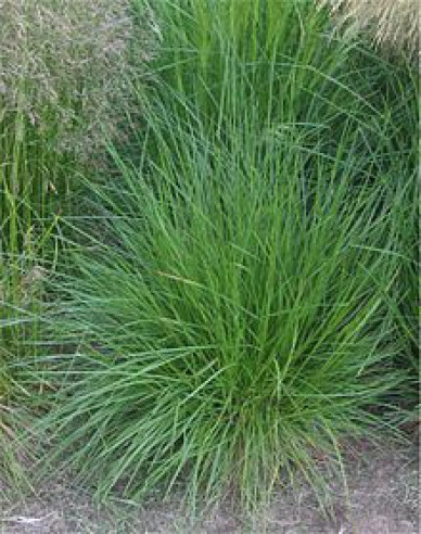 Metlica ’Goldtau’