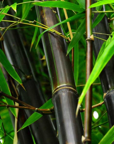 Bambus čierny