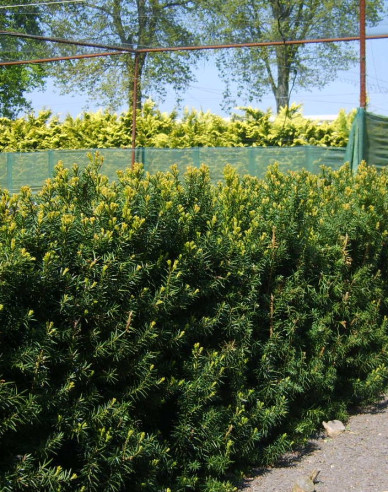 Tis obyčajný stĺpovitý ‘Hicksii‘