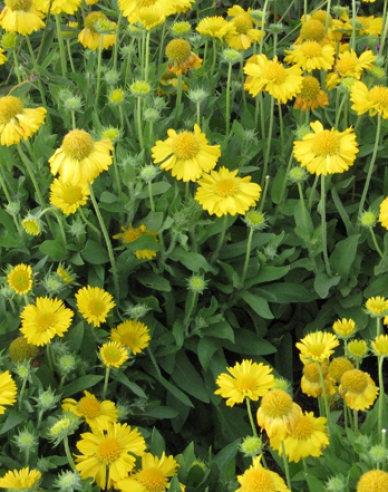 Kokarda osinatá ’Messa Yellow´