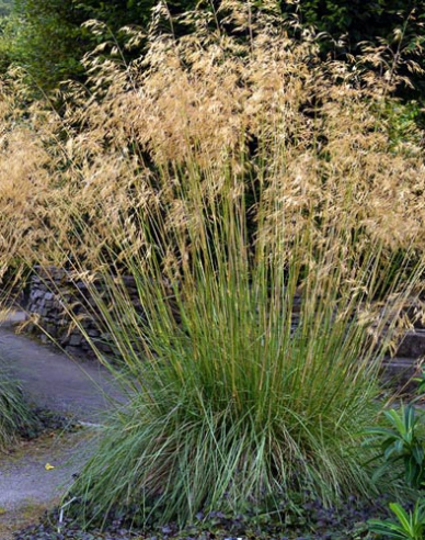 Metlica ’Goldschleier’