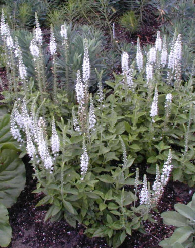 Veronika klasnatá ´Icicle´