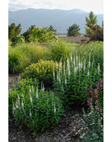 Veronika klasnatá ´Icicle´