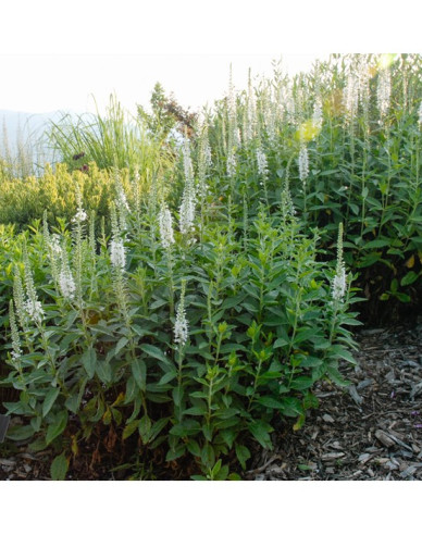 Veronika klasnatá ´Icicle´