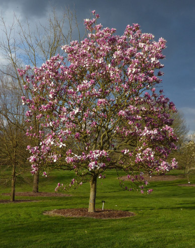 Magnólia "Soulangeana" na kmienku
