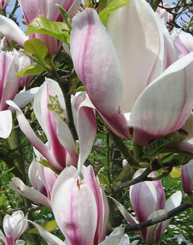 Magnólia "Soulangeana" na kmienku