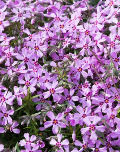 Flox šidlolistý ´Moerheimi´