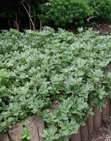Pachysandra vrcholová ´Variegata´