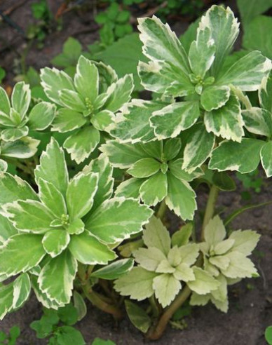 Pachysandra vrcholová ´Variegata´