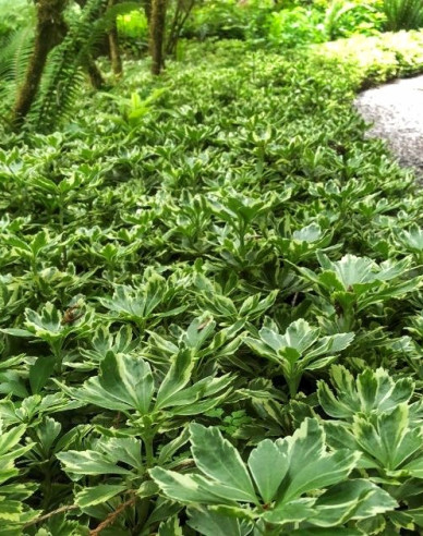 Pachysandra vrcholová ´Variegata´