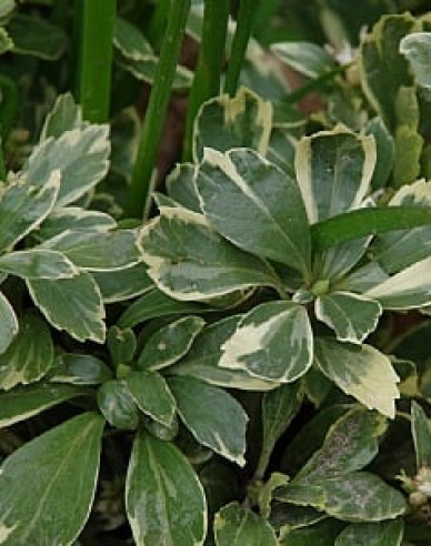 Pachysandra vrcholová ´Variegata´