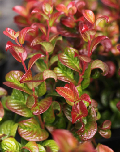 Leukote axillaris ´Twisting Red´