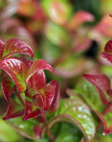 Leukote axillaris ´Twisting Red´