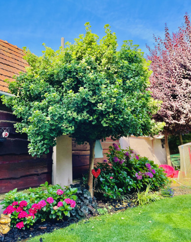 Ginko ´Mariken´ na kmienku