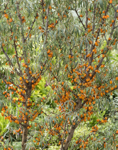 Rakytník  ´Friesdorfer Orange´ samoopelivý