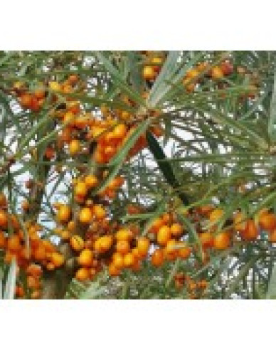 Rakytník  ´Friesdorfer Orange´ samoopelivý