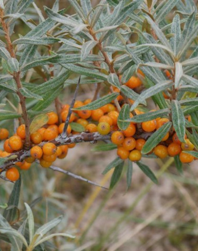 Rakytník samica ´Nela´