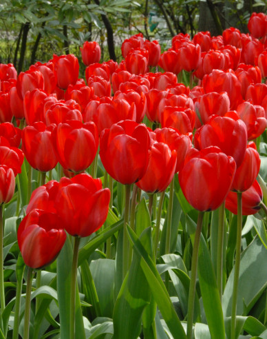 Tulipán exklusiv ´Gama Red´