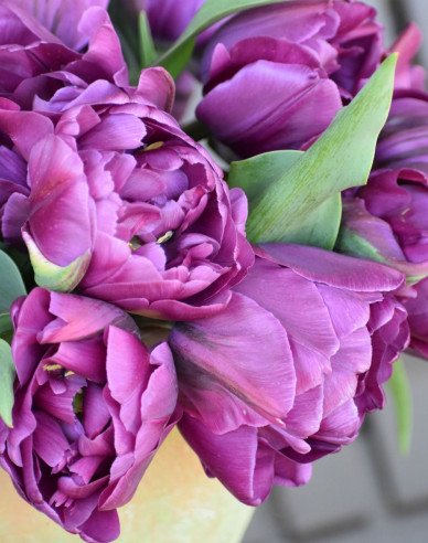 Tulipán Negrita Double