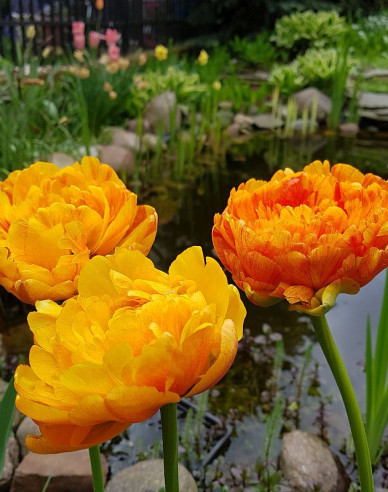 Tulipán Double Beauty of Apeldorn