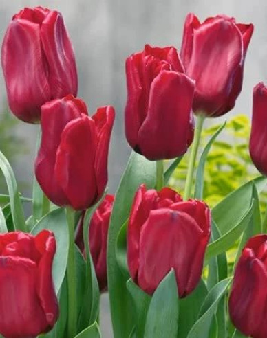 Tulipán Seadov