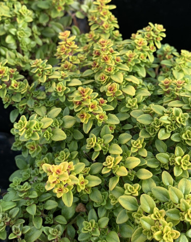 Tymian citrónový ´Lemon Gold´