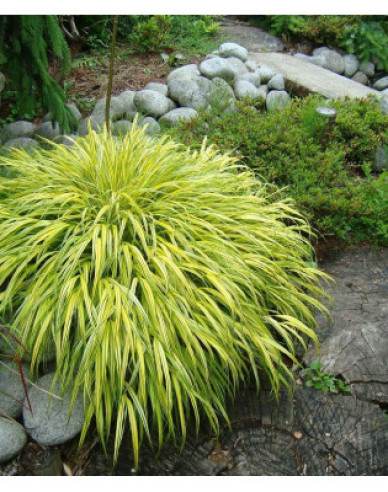 Rákosovka japonská ´Aureola´