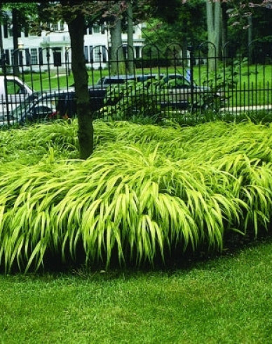 Rákosovka japonská ´Aureola´