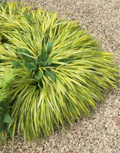 Rákosovka japonská ´Aureola´